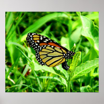 Monarch Butterfly Poster