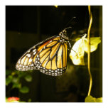 Monarch Butterfly Print