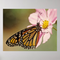 Monarch Butterfly Posters