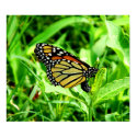 Monarch Butterfly Poster posters by thehatch Monarch Butterfly Poster posters