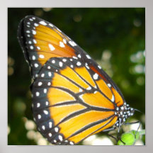 Monarch Butterfly Poster Print
