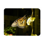 Monarch Butterfly Vinyl Magnet