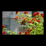 Monarch Butterfly Print