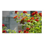 Monarch Butterfly Print