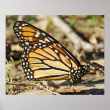 Monarch Butterfly Print