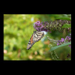 Monarch Butterfly Print