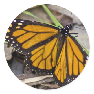 Monarch Butterfly Round Sticker