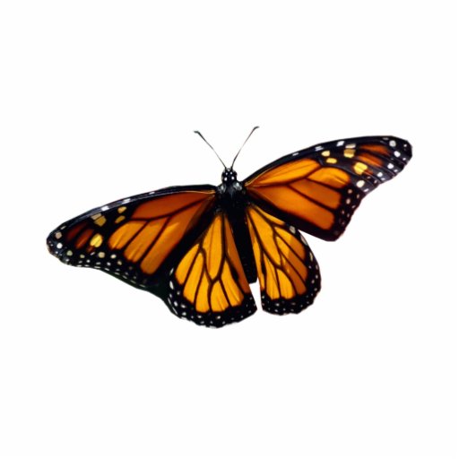 Monarch Butterfly Sculpture Acrylic Cut Out Zazzle