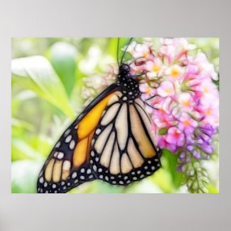 Monarch Butterfly Sipping Nectar Poster