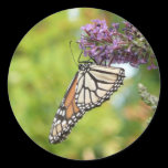 Monarch Butterfly Sticker