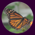 Monarch Butterfly Sticker stickers