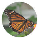 Monarch Butterfly Sticker by naturegirl7 Monarch Butterfly Sticker