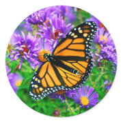 Monarch Butterfly Sticker sticker