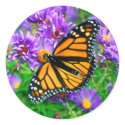 Monarch Butterfly Sticker by rfhoffer Monarch Butterfly Sticker