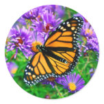 Monarch Butterfly Sticker