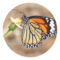 Monarch Butterfly stickers