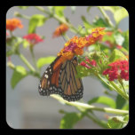 Monarch Butterfly Sticker