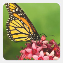 Monarch Butterfly Sticker