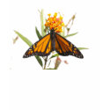 Monarch butterfly T-Shirt