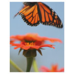 Monarch Butterfly Takes Flight Full Color Flyer