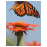 Monarch Butterfly Takes Flight letterhead