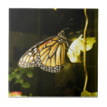 Monarch Butterfly Tile