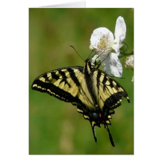 Monarch Butterly on Blackberry Blossoms card
