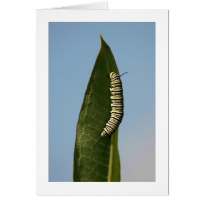 Monarch Caterpillar Cards by alberthartley