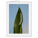 Monarch Caterpillar cards