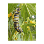 Monarch Caterpillar Customizable Postcard