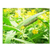 Monarch Caterpillar (Danaus plexippus) Postcards