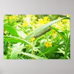 Monarch caterpillar feeding on milkweed print