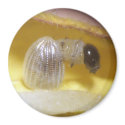 Monarch Caterpillar Magnet by shadyoakbutterfly Monarch Caterpillar Magnet