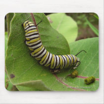 Monarch Caterpillar mousepads
