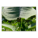 Monarch Caterpillar on Milkweed cards