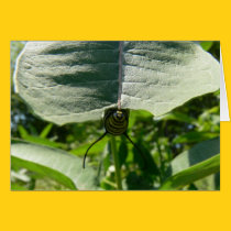 Monarch Caterpillar on Milkweed cards