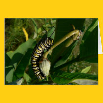 Monarch Caterpillar on Milkweed Pod cards