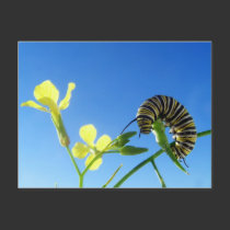 Monarch Caterpillar postcards