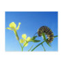 Monarch Caterpillar Postcards