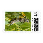 Monarch Caterpillar Stamp