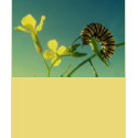 Monarch Caterpillar t-shirts