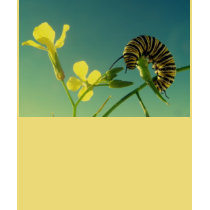 Monarch Caterpillar t-shirts by dduhaime55 Monarch Caterpillar t-shirts