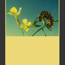 Monarch Caterpillar t-shirts
