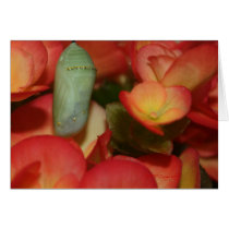 Monarch Chrysalis cards