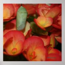 Monarch Chrysalis Poster