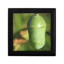 Monarch Cocoon Gift Box