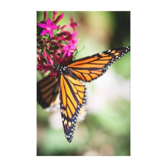 Monarch Danaus Plexippus