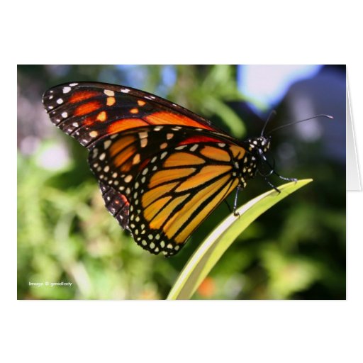 Monarch Greeting Card