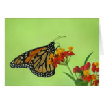 Monarch in Green Card