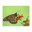 Monarch in Green postcards